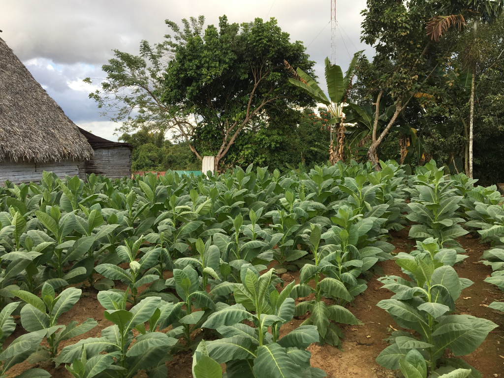 Plantación de tabaco en Viñales