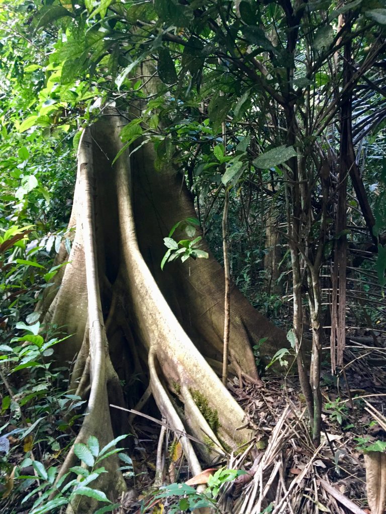 Árboles de la selva del Amazonas